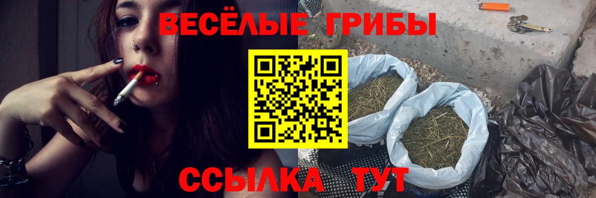 Галлюциногенные грибы Psilocybine cubensis Лесосибирск